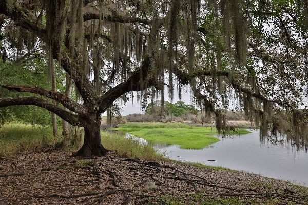 Looney, Hollice 아티스트의 USA-Florida-Sarasota-Myakka River State Park작품입니다.